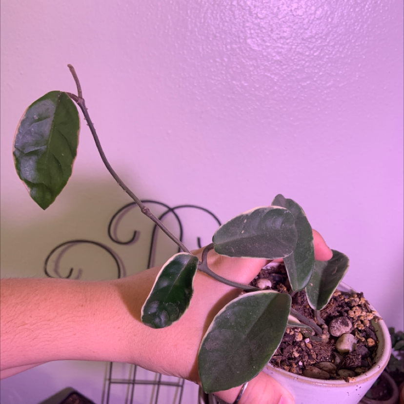 A healthy green waxplant in a small pot, with thick waxy leaves and no signs of discoloration or disease, well-framed against a pink background.