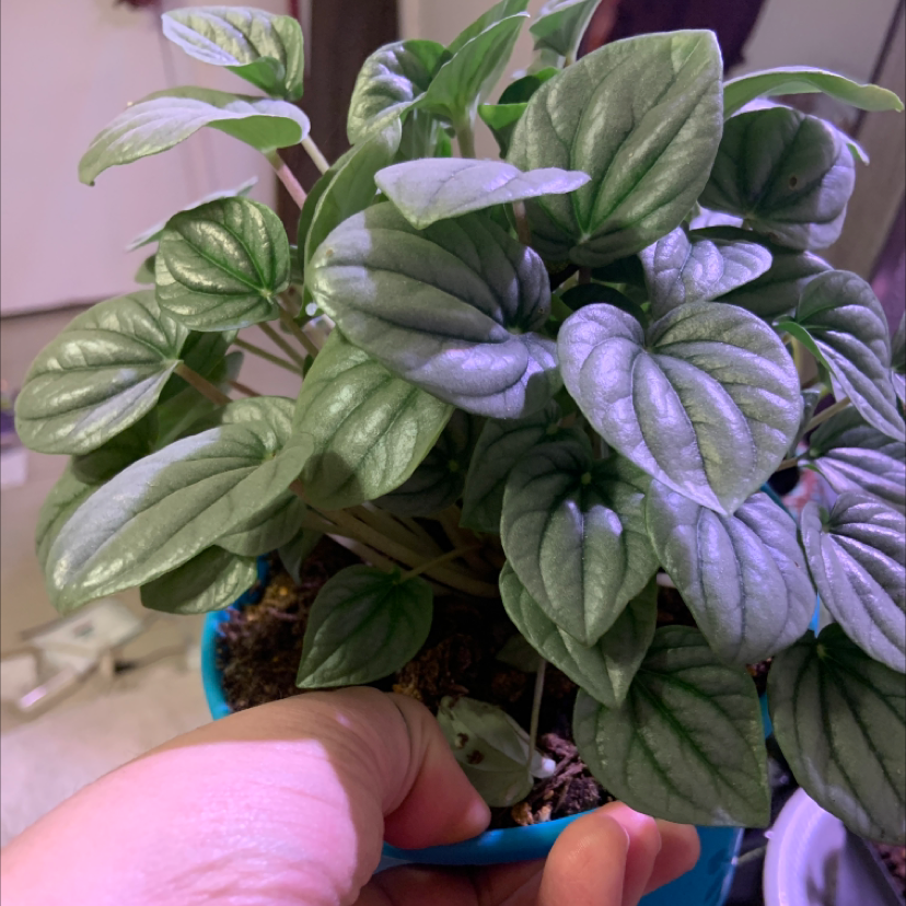 Healthy Emerald Ripple Peperomia plant with vibrant, textured leaves held by a hand.