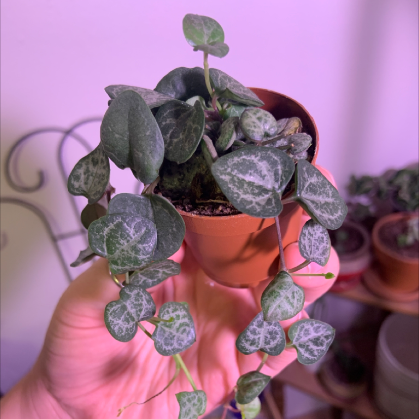 Hands holding a healthy Chain of Hearts plant with marbled heart-shaped leaves in a terracotta pot against a pink background.