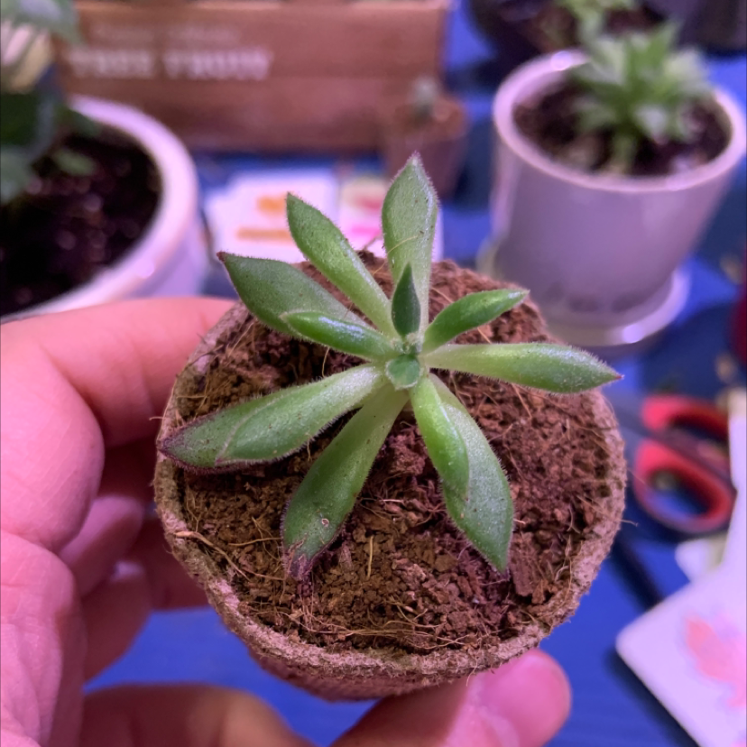 Echeveria 'Arrow Setosa' plant in a small pot held by a hand, with visible soil.