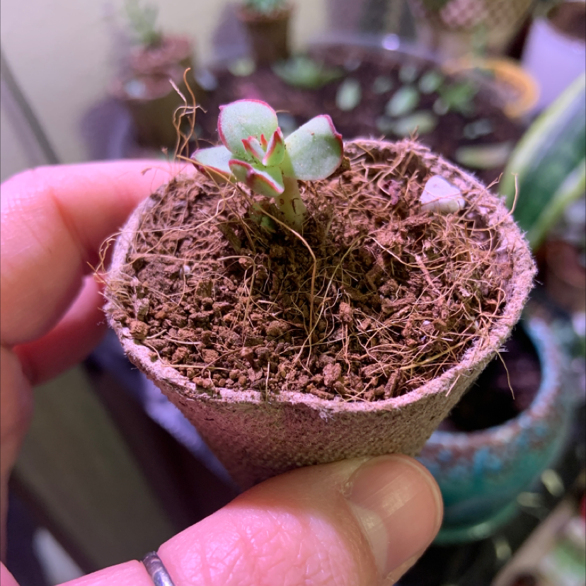 Small Painted Echeveria plant in a pot held by a hand, with visible soil.