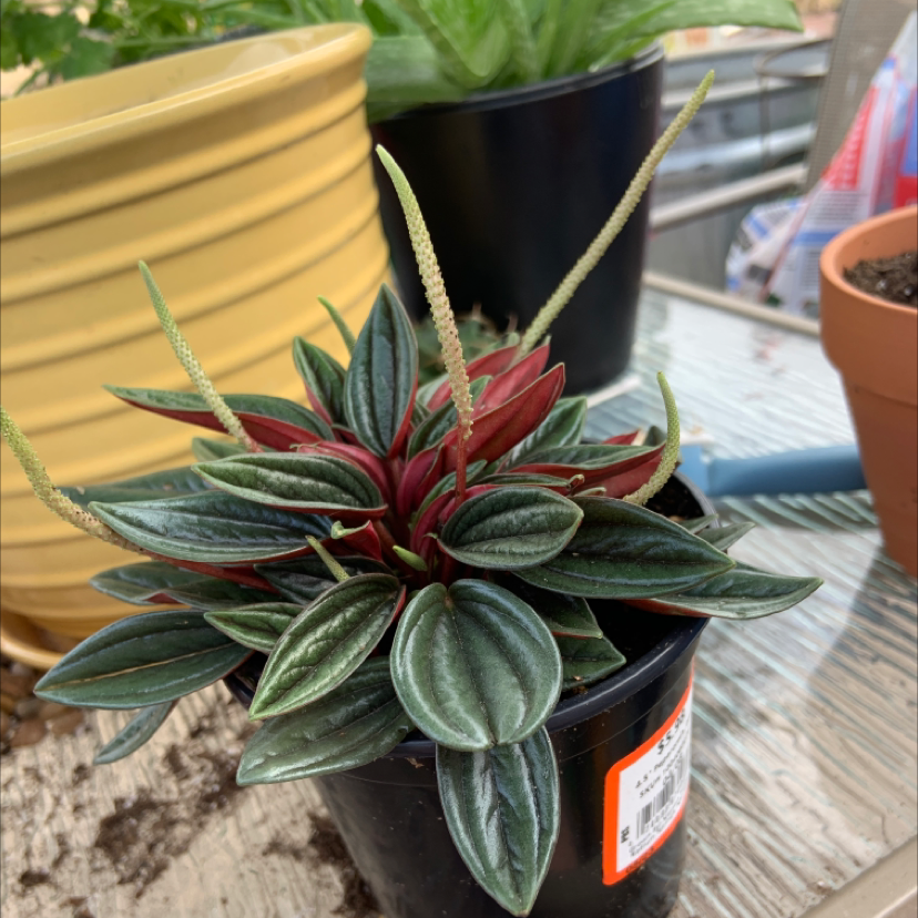 Healthy Emerald Ripple Peperomia plant in a black pot with vibrant leaves.