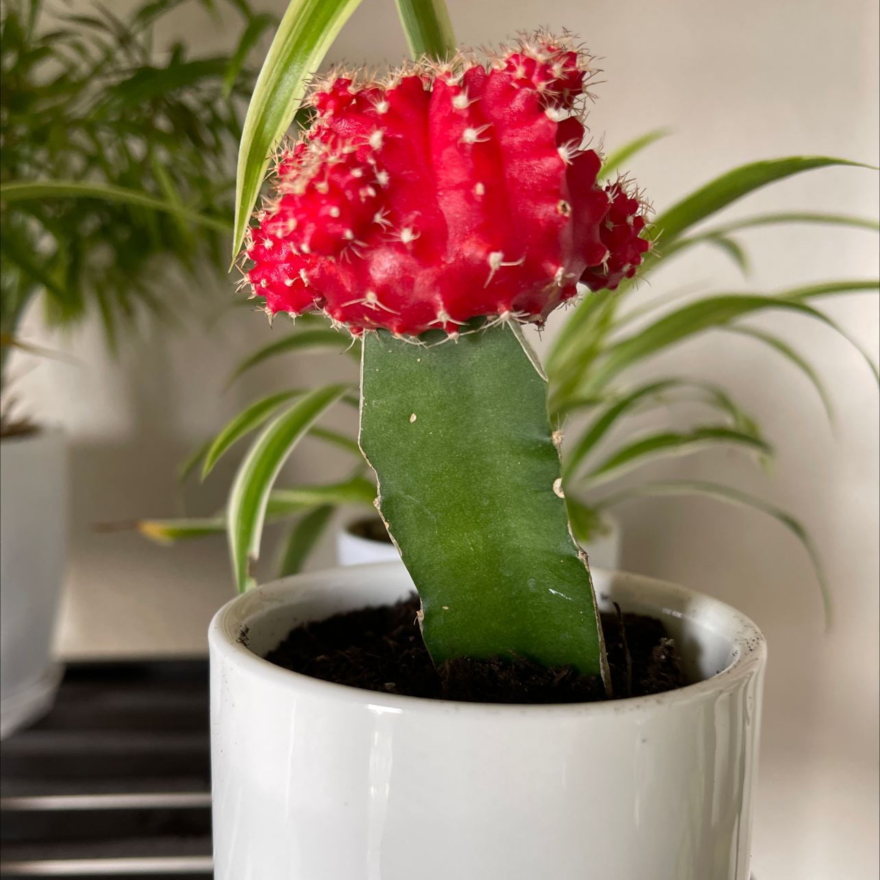Photo of the plant species Moon Cactus by @DarlingNikki77 named Red Cactus on Greg, the plant care app