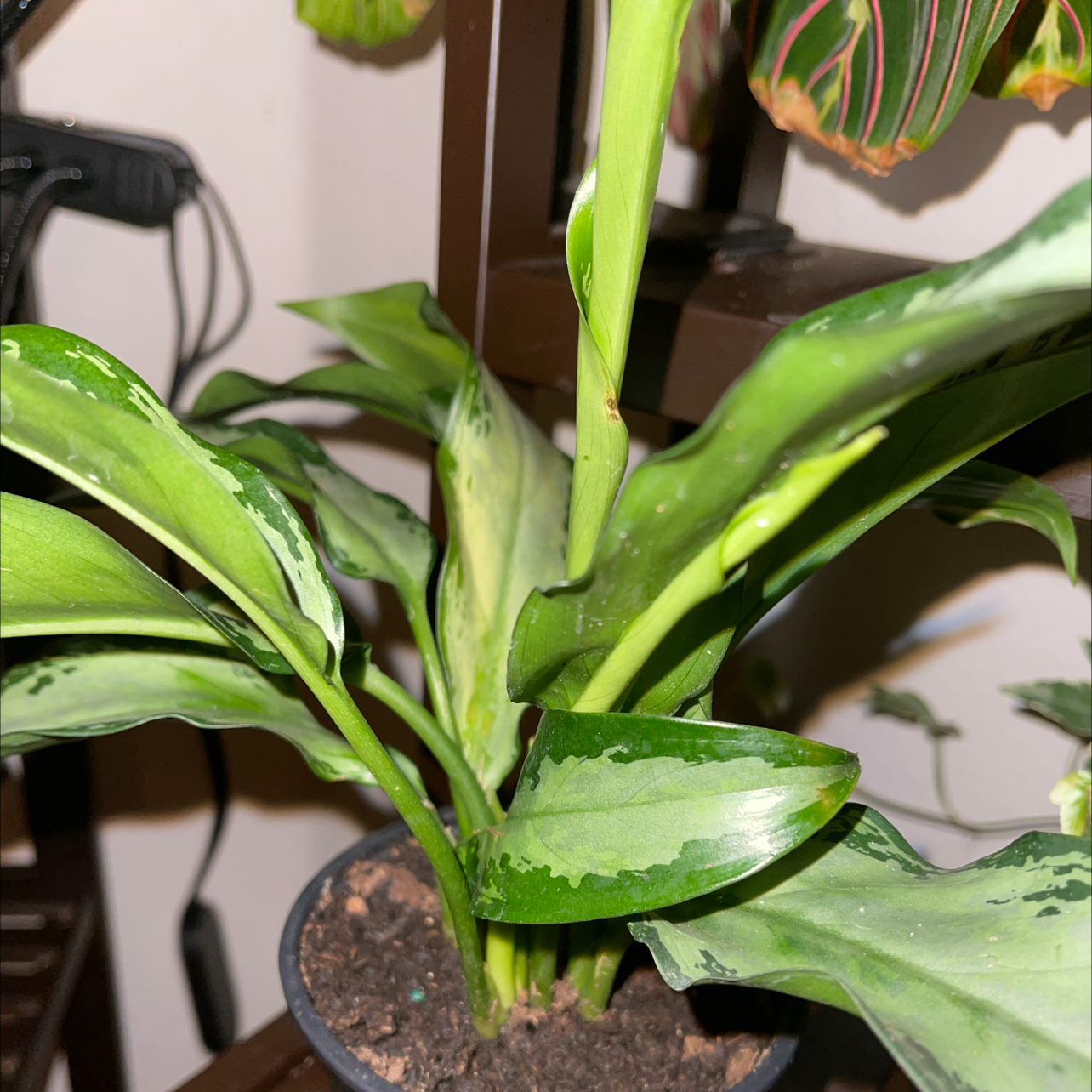 Photo of the plant species Dumb Cane 'Reflector' by @DarlingNikki77 named Bigleef Smalls on Greg, the plant care app