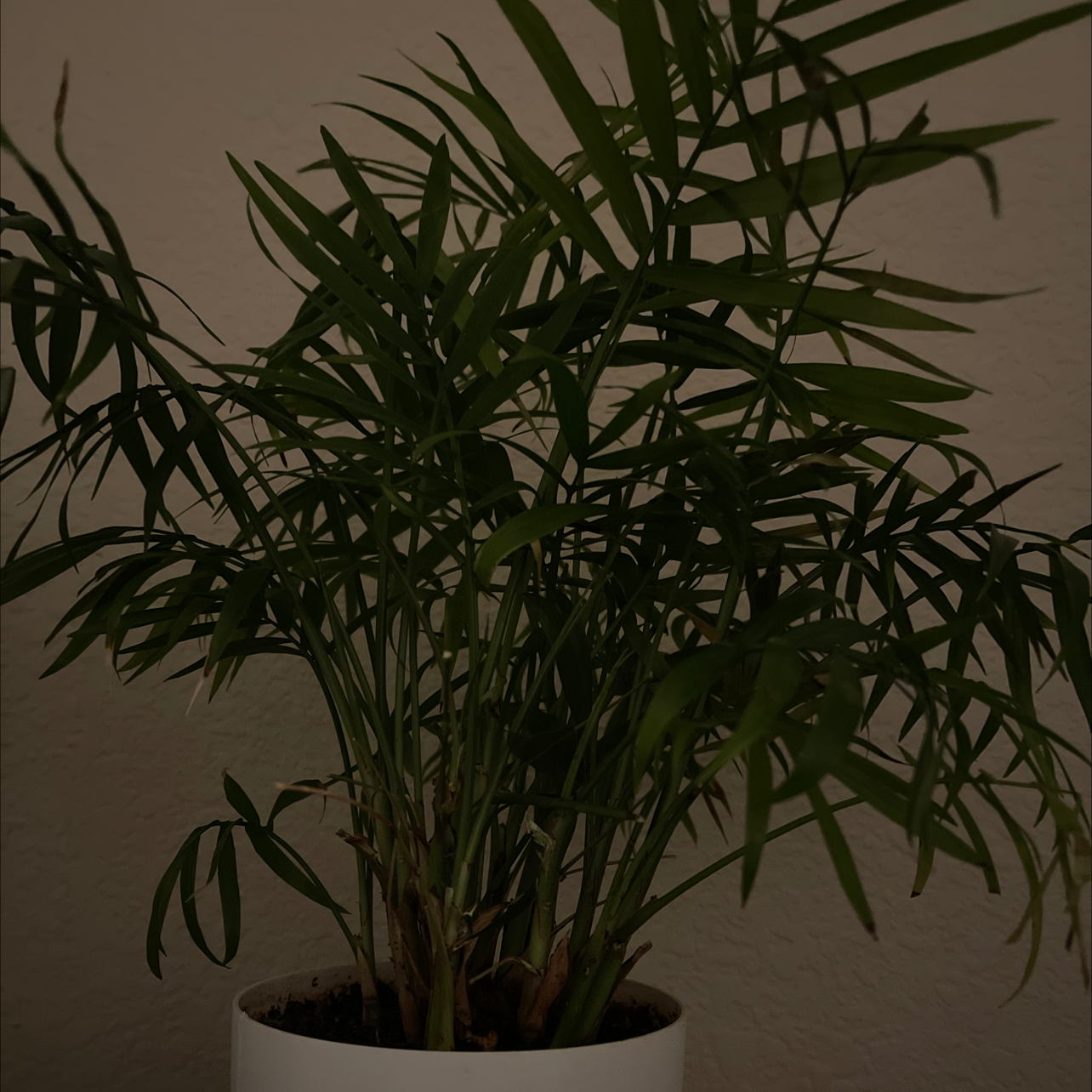 Parlour Palm plant photo by @DarlingNikki77 named Parlour Palm on Greg, the plant care app.