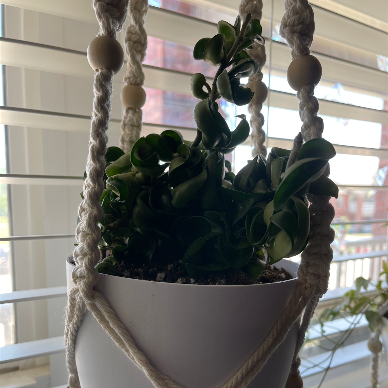 Hoya carnosa 'Compacta' plant photo by @DarlingNikki77 named Hoya on Greg, the plant care app.