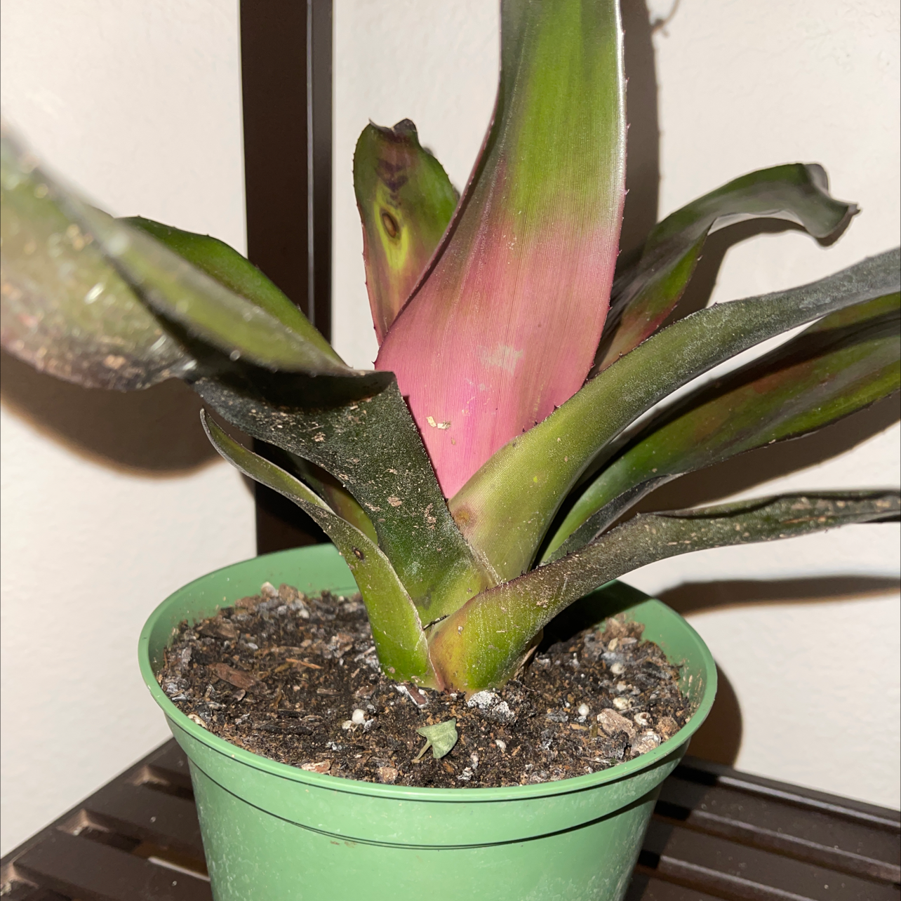 Flaming Sword Bromeliad in a green pot with visible soil, vibrant colors, and no signs of disease.