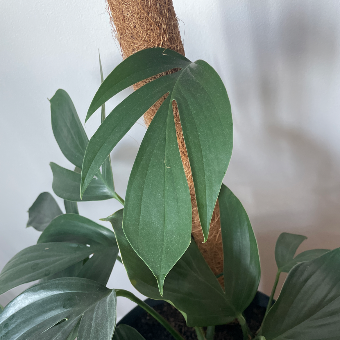 Dragon Tail Plant with healthy green leaves supported by a coir pole.