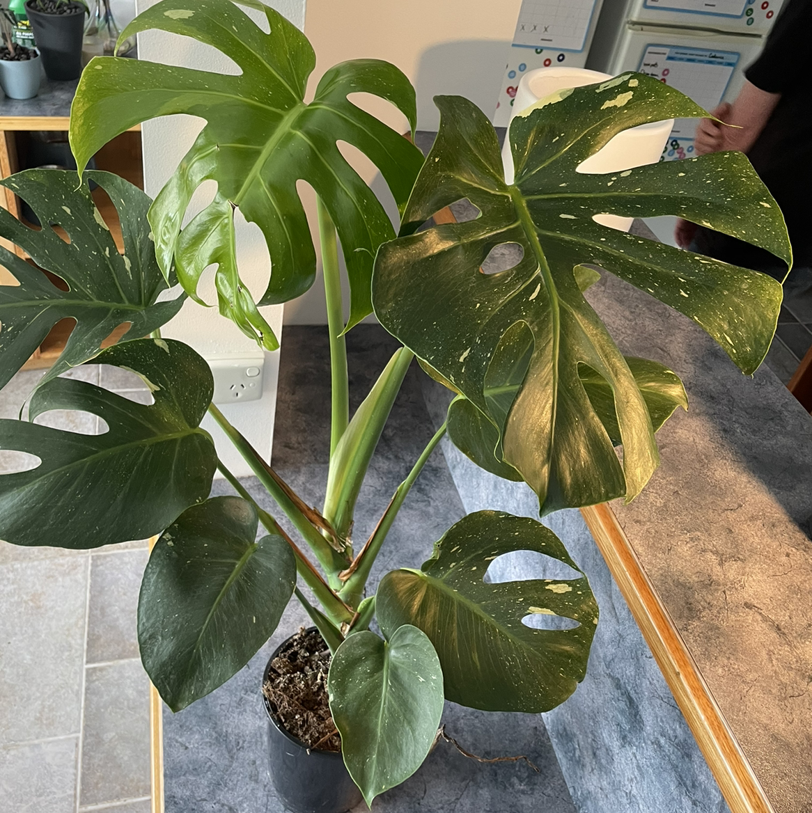 Thai Constellation Monstera plant with large, fenestrated leaves in a pot on a table.