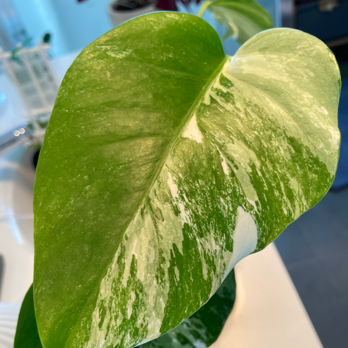Monstera 'Albo' leaf with characteristic variegation, healthy and well-framed.