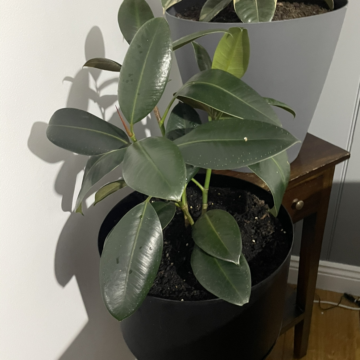 Burgundy Rubber Tree in a black pot with dark green leaves, well-framed and in focus.