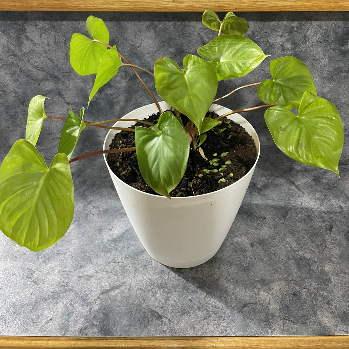 Homalomena Maggy plant in a white pot with healthy green leaves and visible soil.