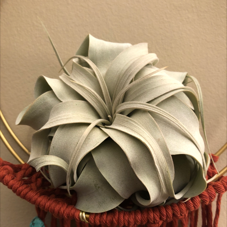 How to Propagate Your Tillandsia Xerographica