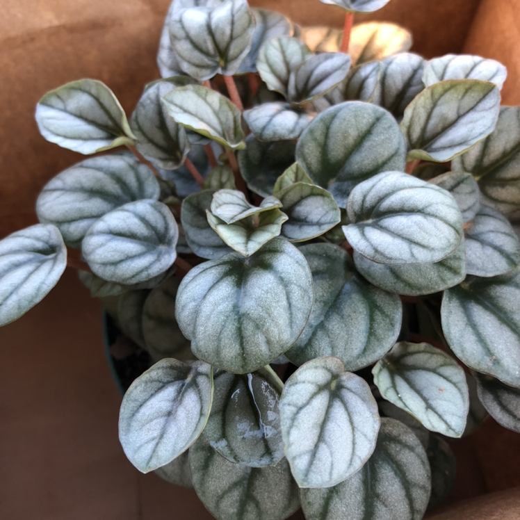Silver Frost Peperomia plant with healthy, silver-green leaves.