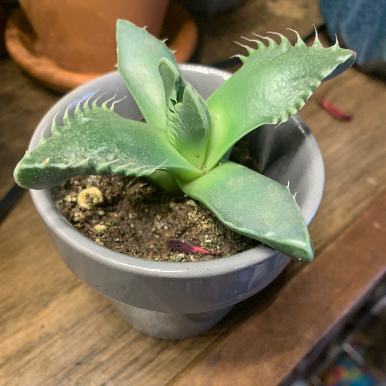 Butterfly Agave plant in a small pot with visible soil, well-framed and in focus.