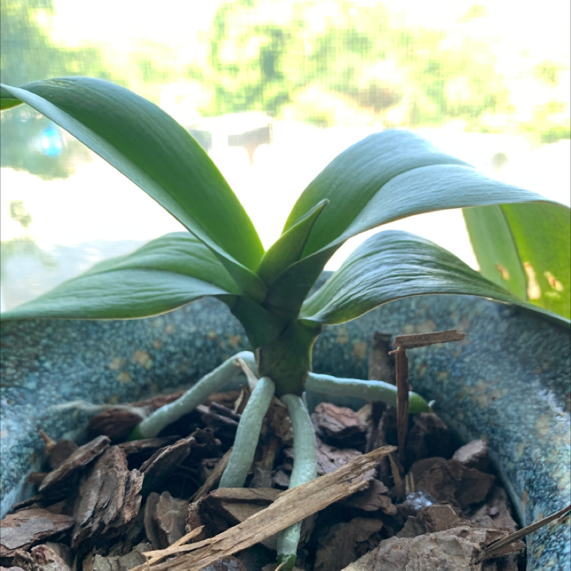 Photo of the plant species Small White Orchid by @MerryKiekie named Rain on Greg, the plant care app