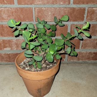 Jade plant in Newkirk, Oklahoma