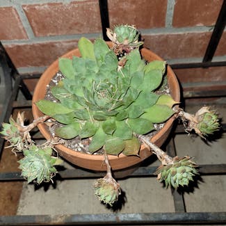Hens and Chicks plant in Newkirk, Oklahoma
