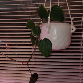 Heartleaf Philodendron plant in Newkirk, Oklahoma