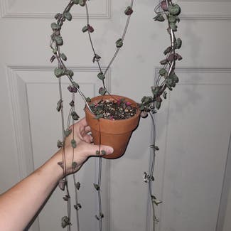 Chain of Hearts plant in Newkirk, Oklahoma