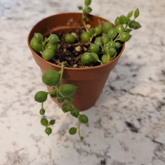 String of Pearls plant in Newkirk, Oklahoma