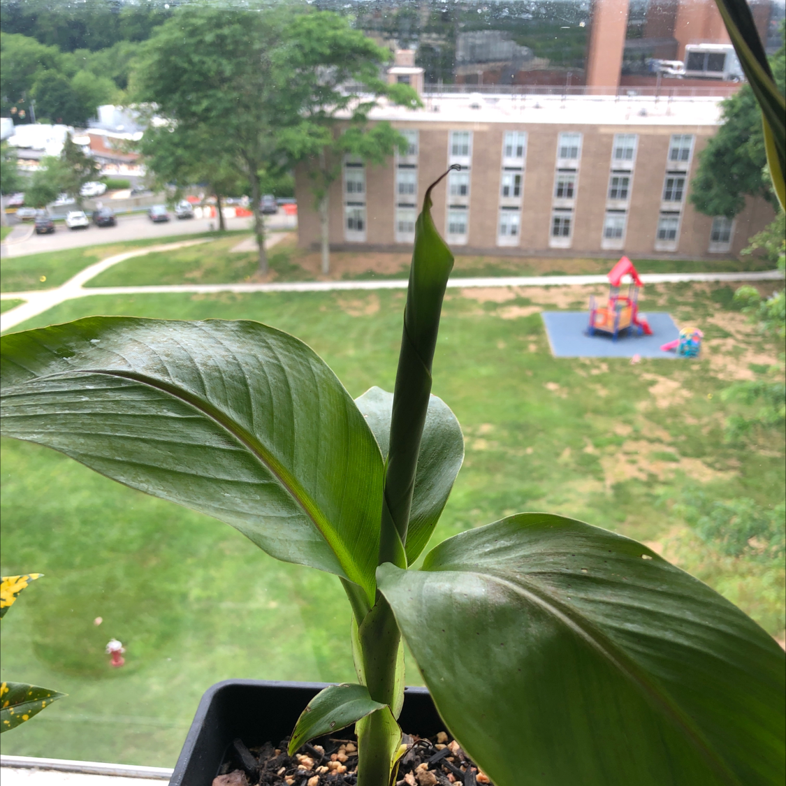 Photo of the plant species Japanese Banana by @mikemike named Curious George on Greg, the plant care app