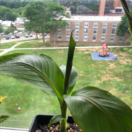 Photo of the plant species Hardy Banana by @mikemike named Curious George on Greg, the plant care app