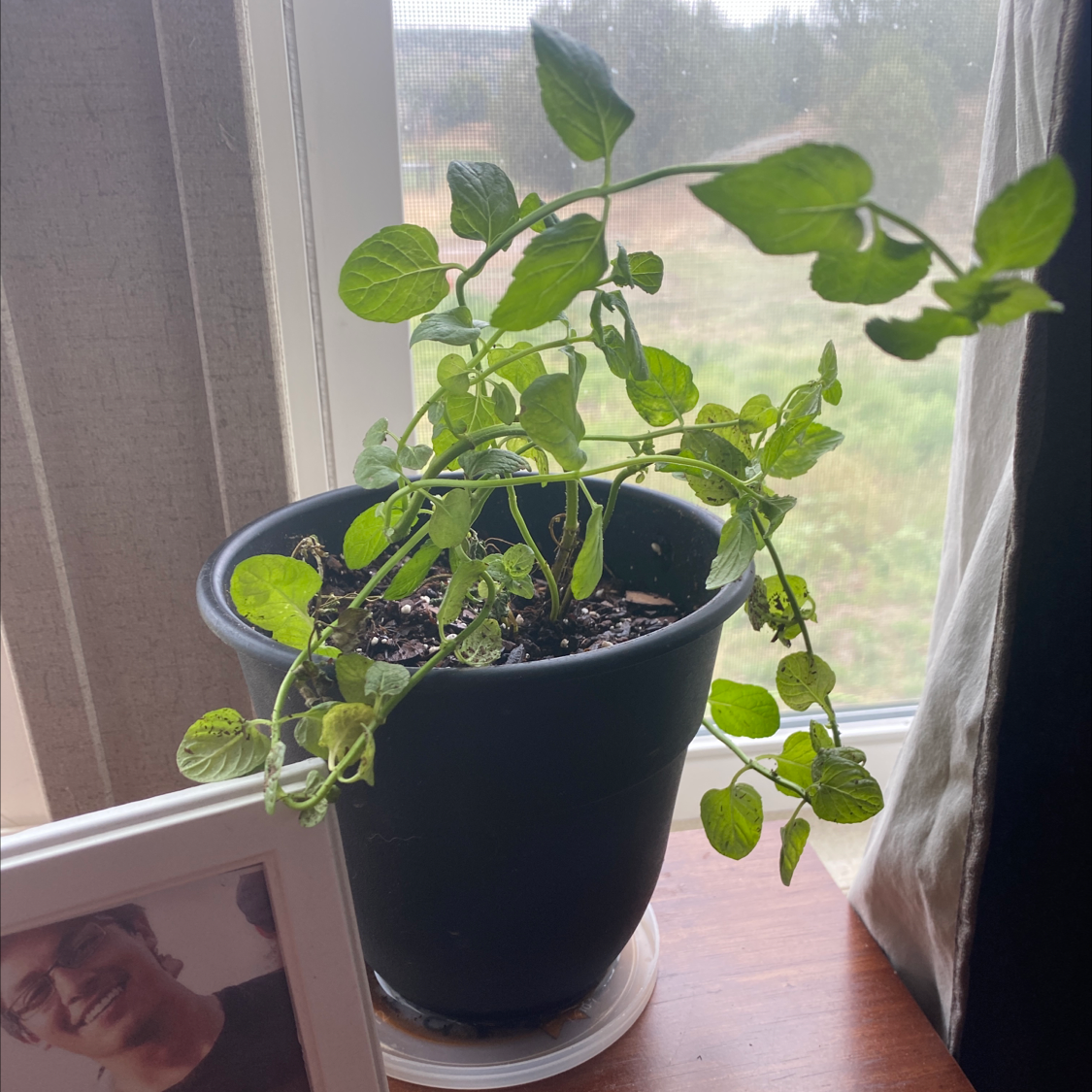 Photo of the plant species Corsican Mint by @BravePansy named Daphne on Greg, the plant care app
