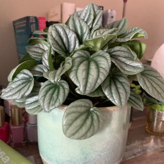 Silver Frost Peperomia plant in Rochester, New York