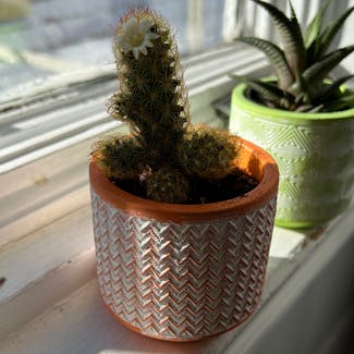 Lady Finger Cactus plant in Rochester, New York