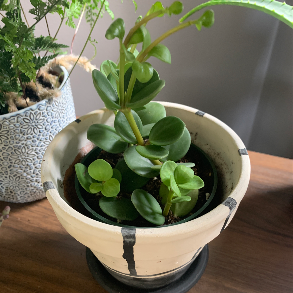 Peperomia 'Hope' plant in a pot with healthy green leaves.