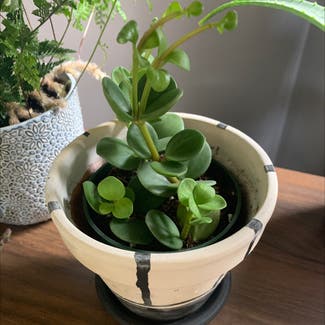 Peperomia 'Hope' plant in Rochester, New York