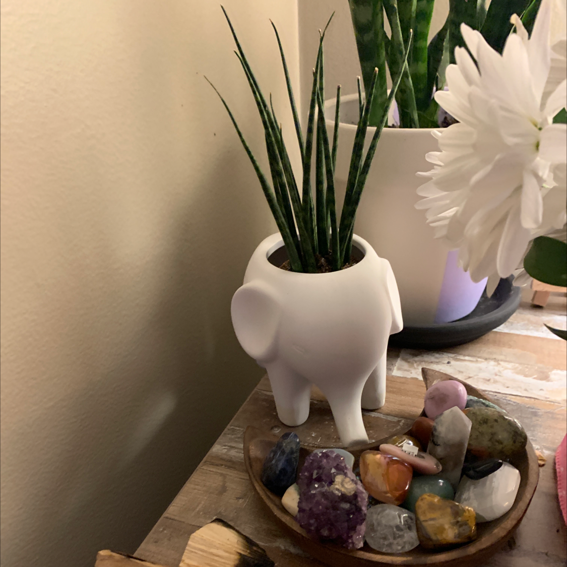 Dracaena 'Mikado' plant in a white elephant-shaped pot with decorative stones nearby.