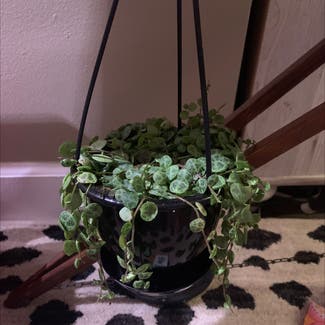String of Turtles plant in Rochester, New York