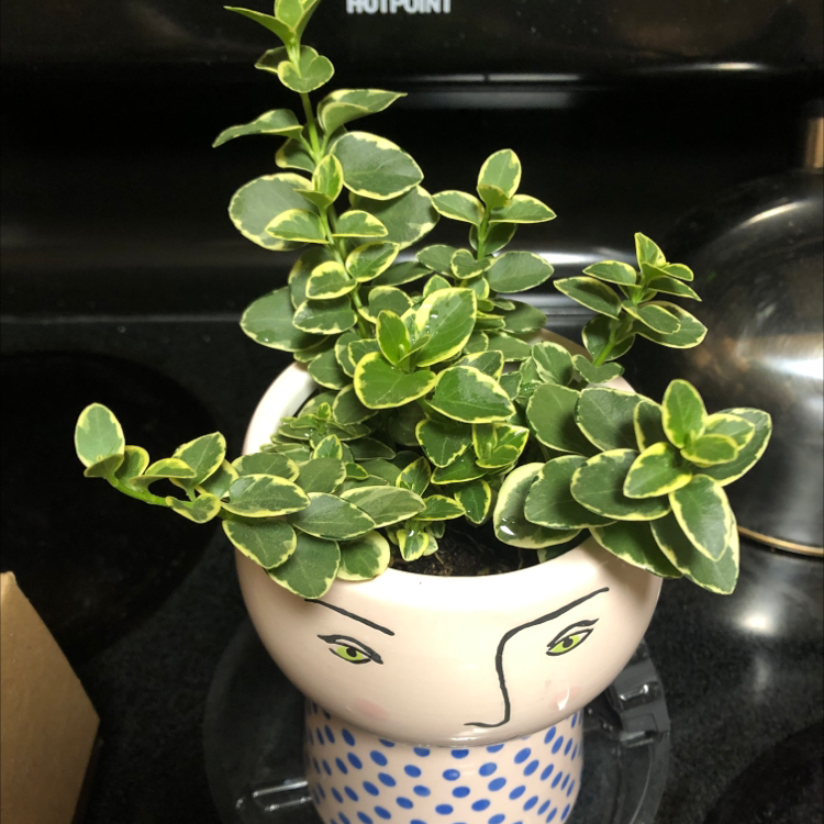 Why Are My Greater Periwinkle Leaves Curling?