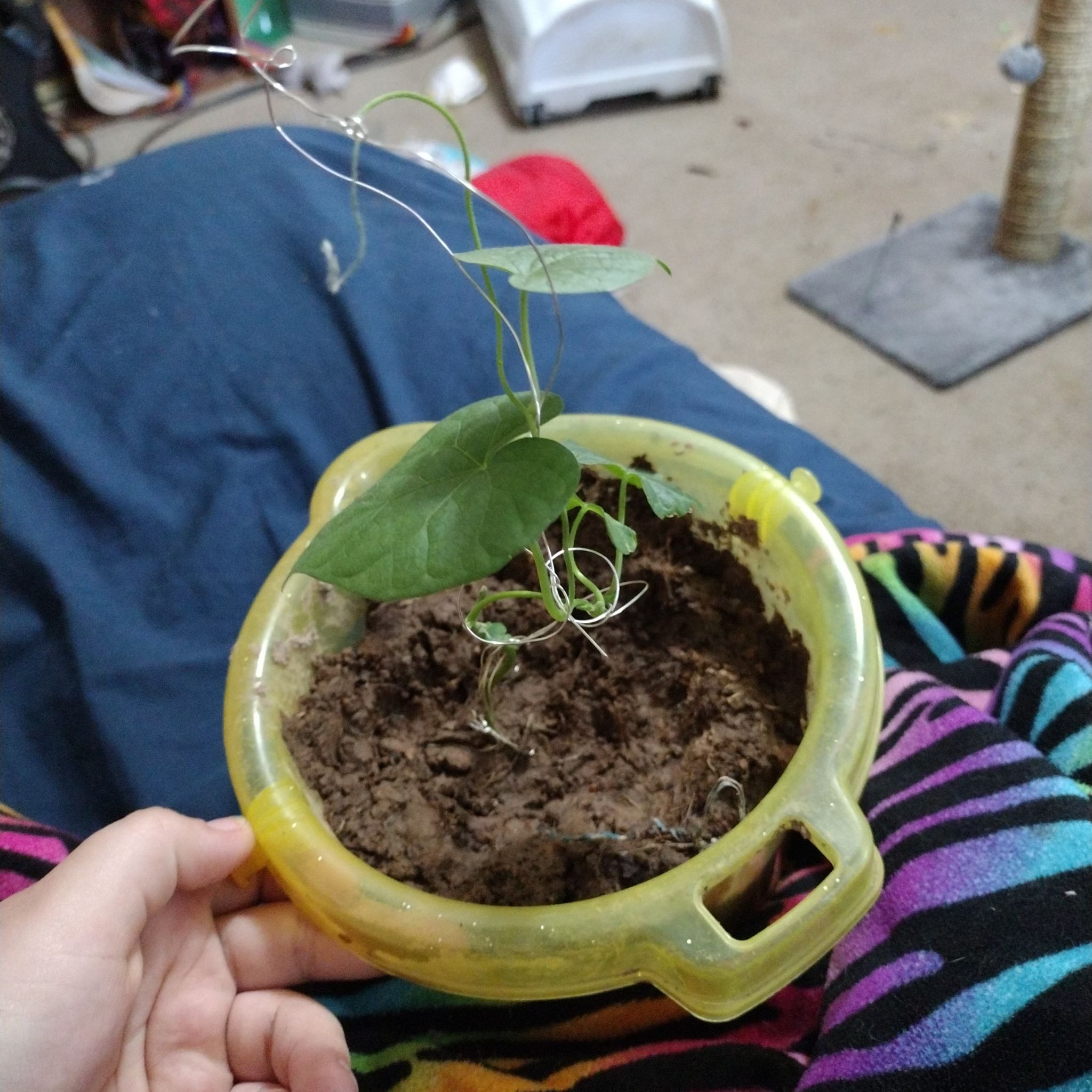 Potted Appalachia False Bindweed plant with vine-like stems and heart-shaped leaves in a yellow container.