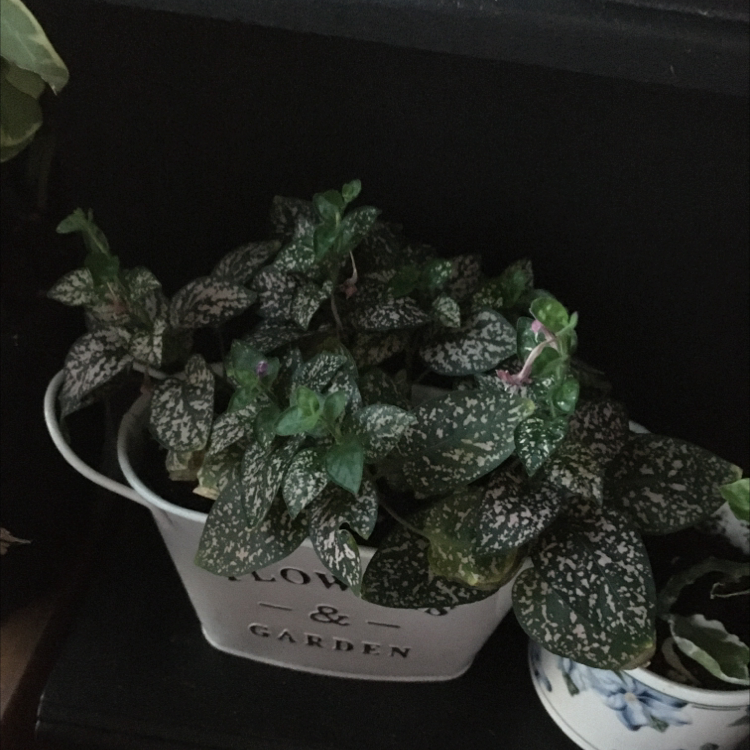 Healthy polka dot plant in white ceramic pot with pink and white spotted green leaves, against dark background.