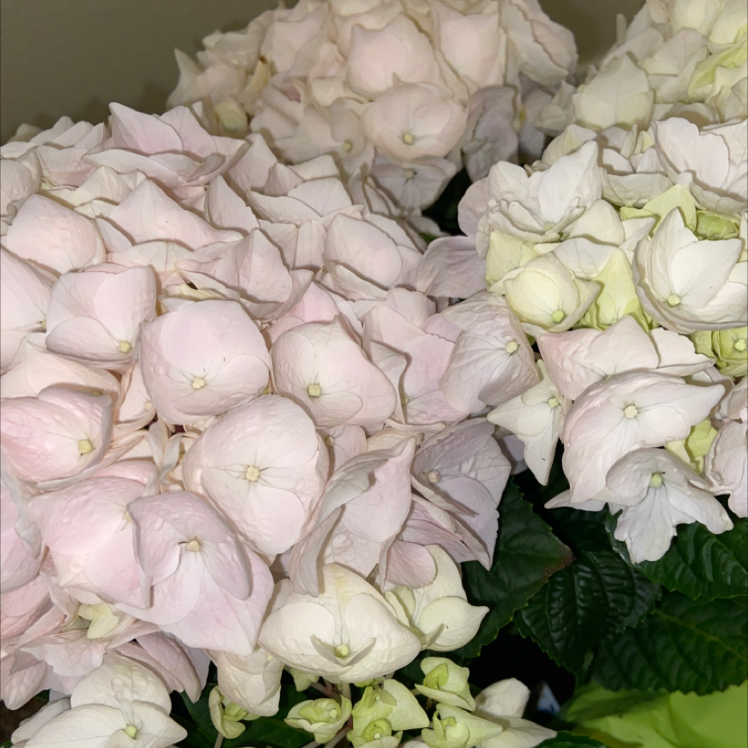 French Hydrangea with pale pink and white flowers, dark green leaves, healthy appearance.