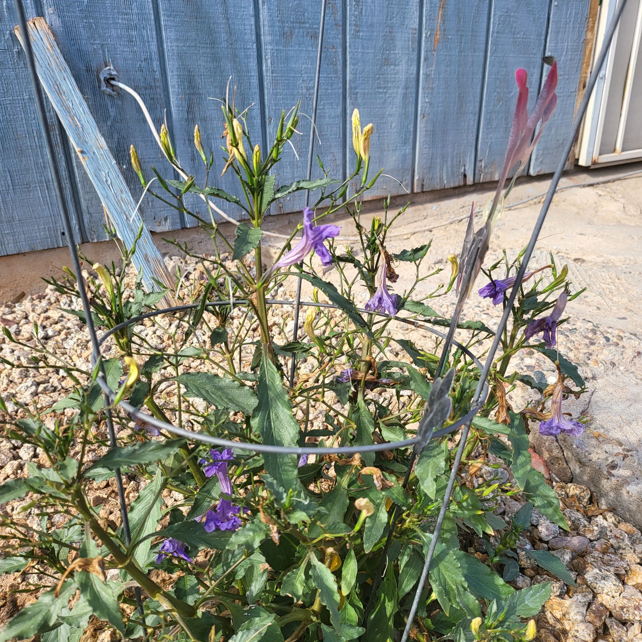 Mexican Bluebell plant with purple flowers and green leaves, supported by a wire structure.