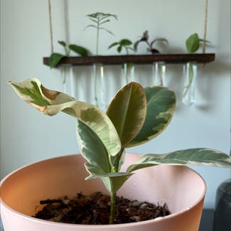 Variegated Rubber Tree plant in Charlotte, North Carolina