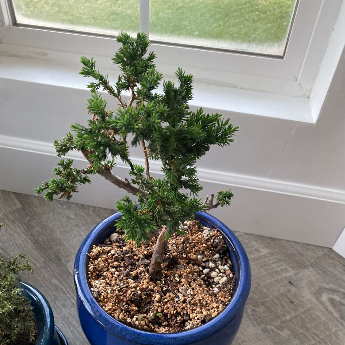 American Juniper plant in a blue pot near a window, with visible soil.