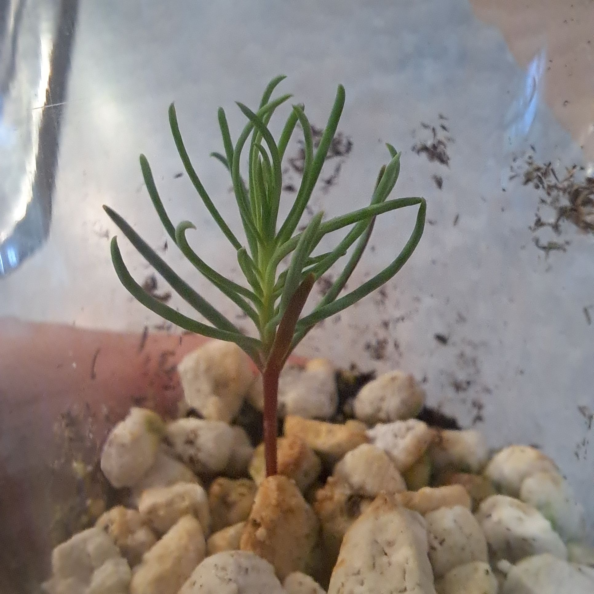 Young Giant Sequoia plant in a container with visible soil and white rocks.