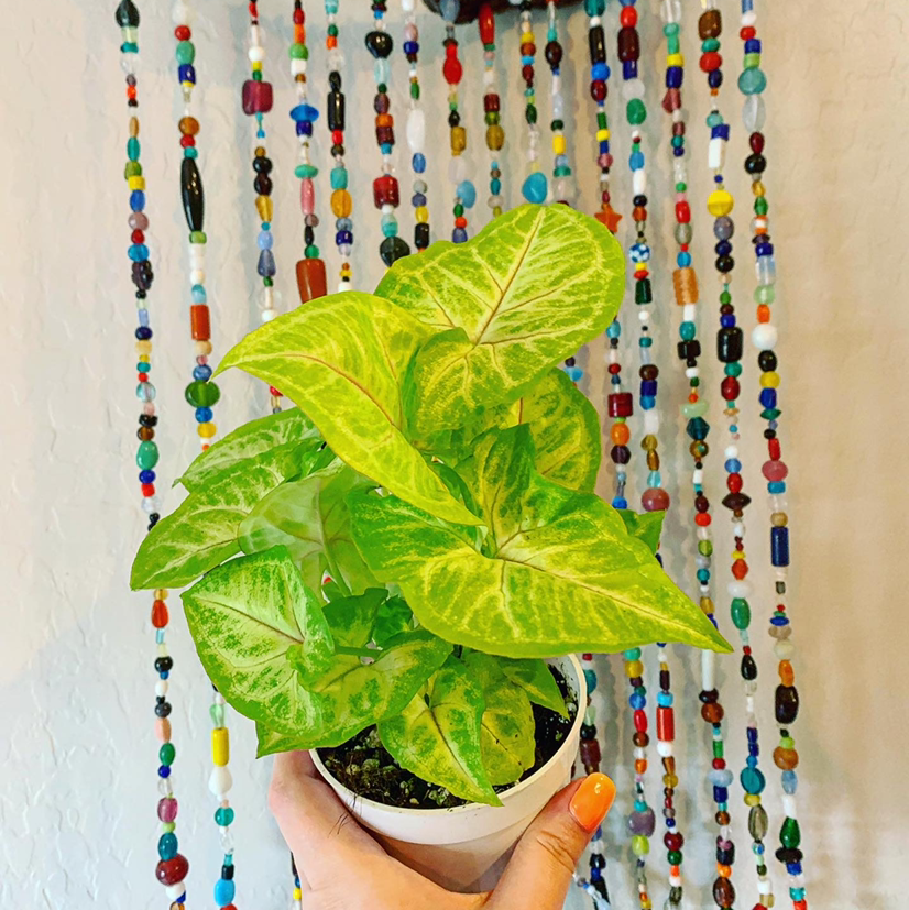 Photo of the plant species Arrowhead Plant by @BrezzySpeedy named Xena on Greg, the plant care app