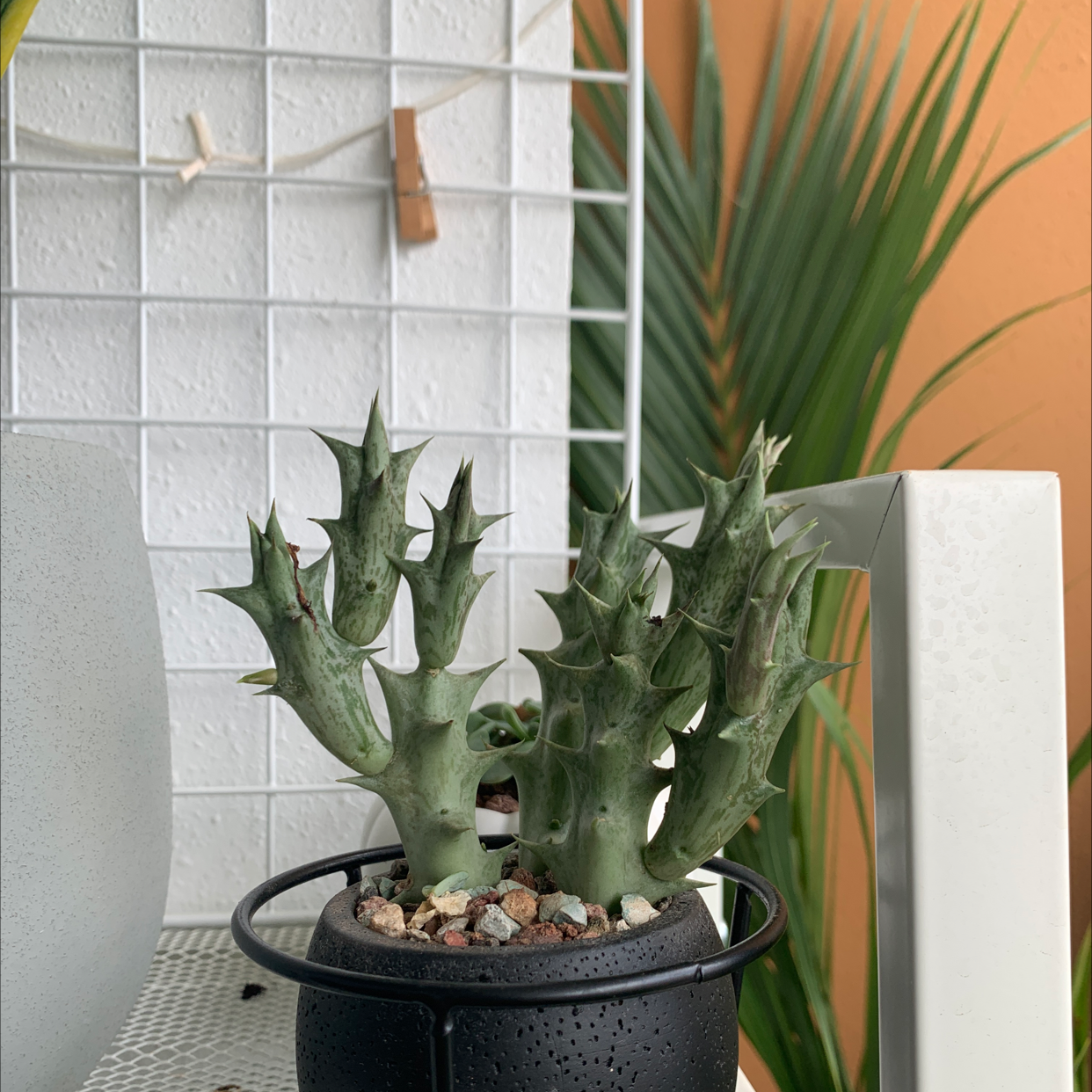 Stapelia Planiflora Jacq. succulent in a black pot with spiky stems, appears healthy.