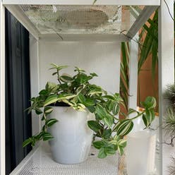 green and white tradescantia plant