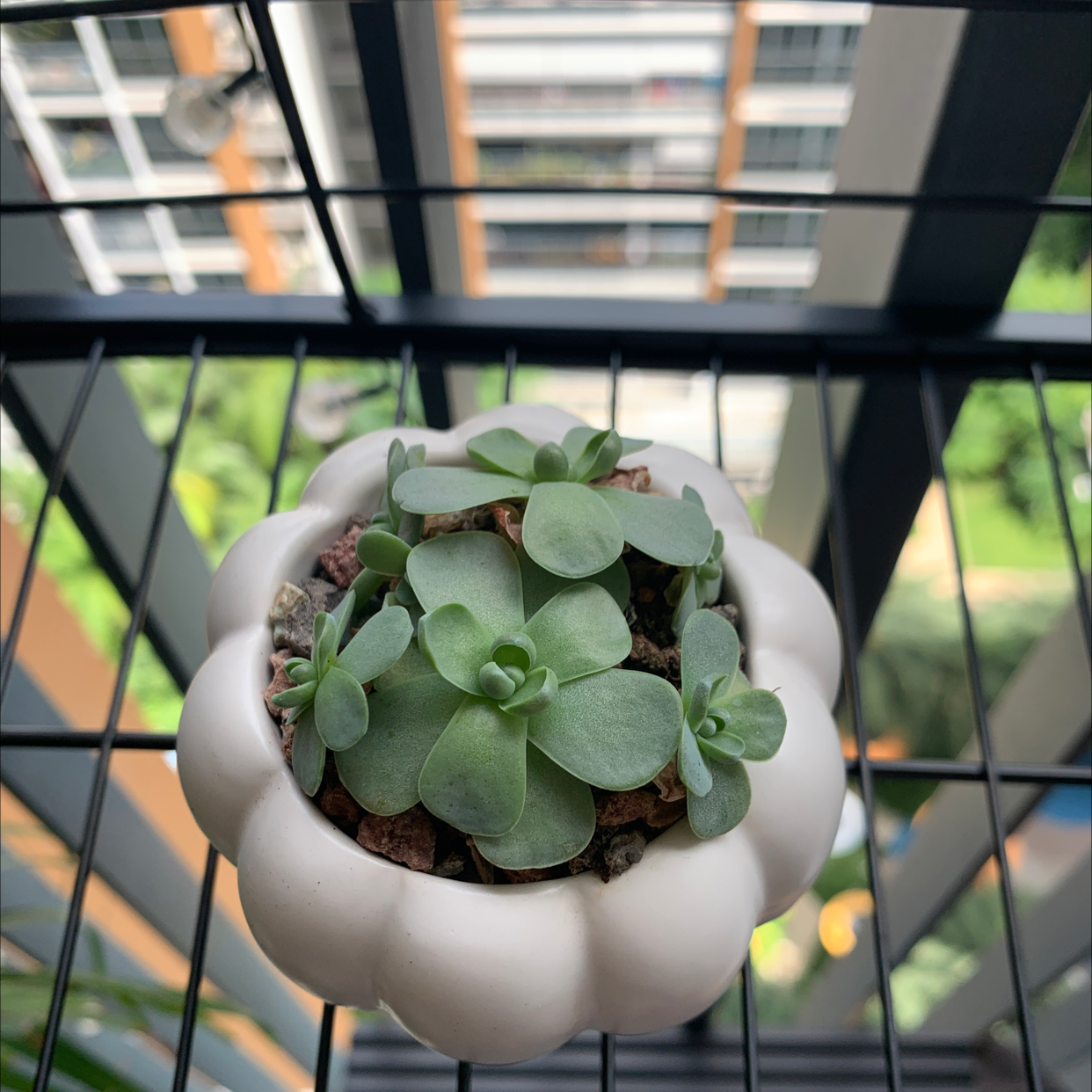 Dunce Cap plant in a white pot on a balcony railing with buildings in the background.