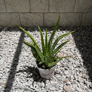 Aloe Vera plant in Wichita, Kansas