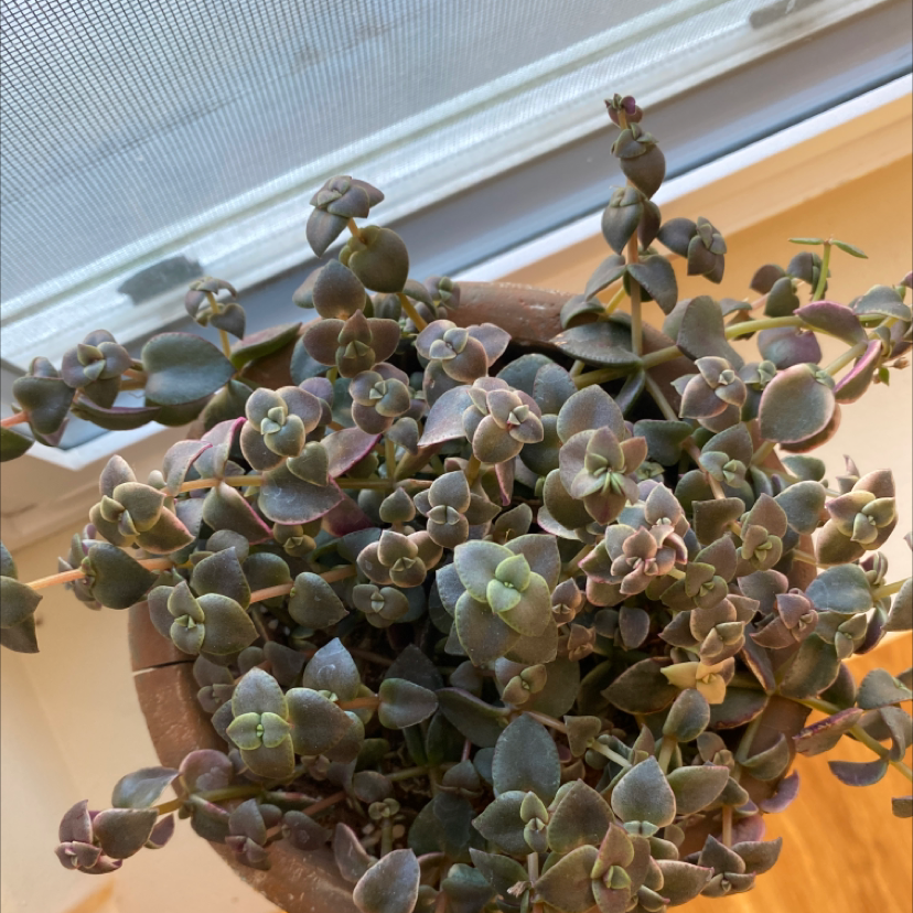 Potted Calico Kitten plant with healthy, vibrant leaves near a window.