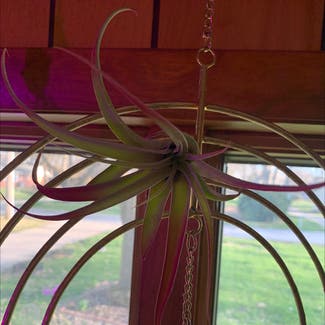 Blushing Bride Air Plant plant in Niantic, Illinois