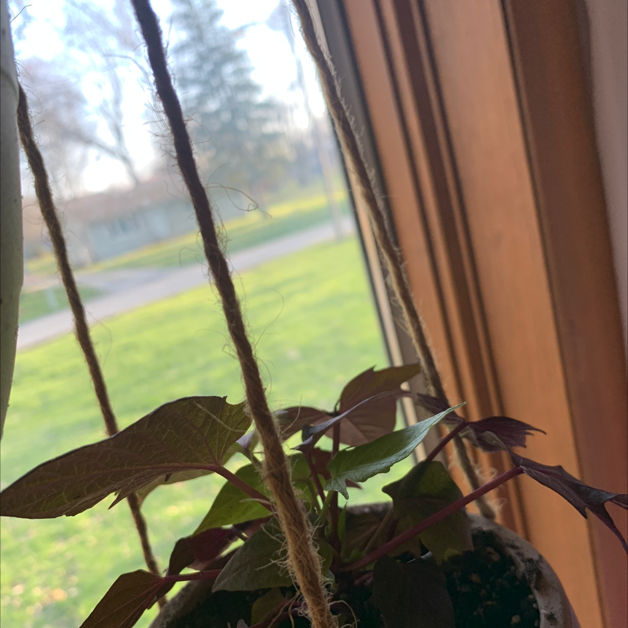 🍠 Why Are My Sweet Potato Vine Leaves Turning Yellow?